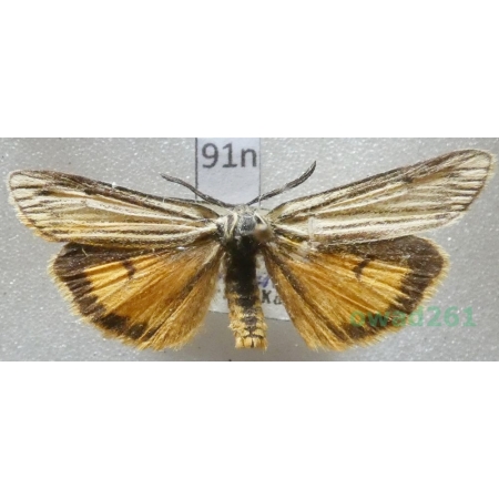 Coscinia striata  (Linnaeus, 1758) male Czech91n
